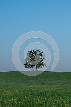 Lonesome green tree on grass hill in Bavaria, Germany