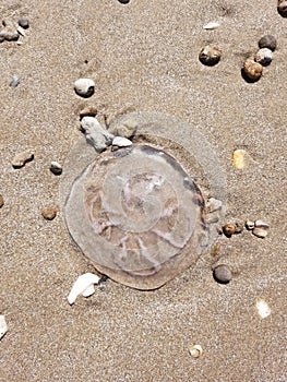 Lonesome jellyfish