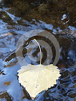 Lonesome leaf drifting downstream