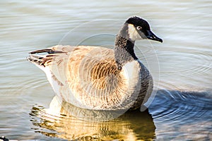 Lonesome Mother Goose In The Lake