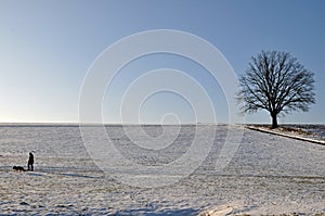 Lonesome oak in winter landscape