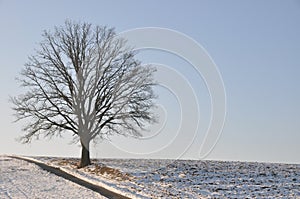 Lonesome oak in winter landscape