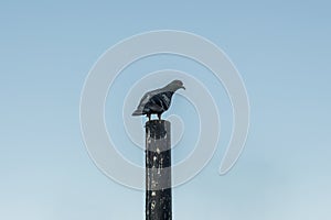 Lonesome pigeon on Wooden