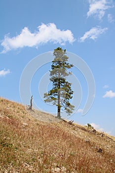 The Lonesome Pine