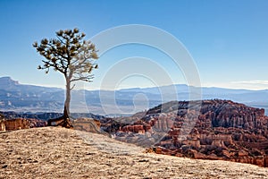 Lonesome Pine on the Edge of Bryce Canyon