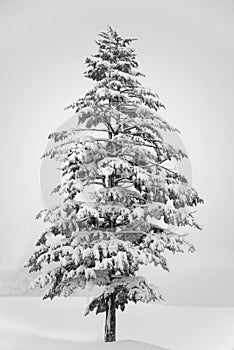 Lonesome pine tree covered in snow