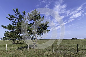 Lonesome pine tree in the meadow