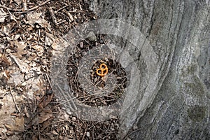 A lonesome pretzel, lying by the wayside, forgotten and forlorn photo