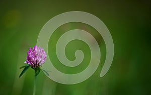 A lonesome red clover flower