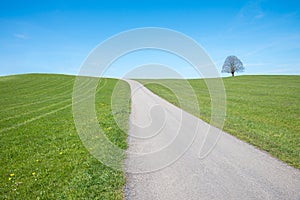 lonesome road over the green hill, one linden tree at the horizon