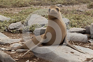 Lonesome sea lion pup, Galapagos