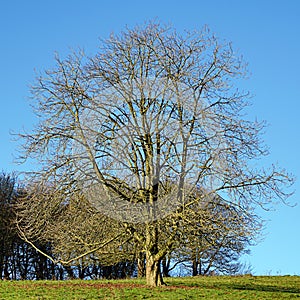 lonesome single tree on a hill in winter