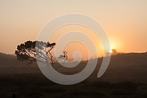 Lonesome skew-whiff tree on meadow in the early morning sunrise with sun shining through fog