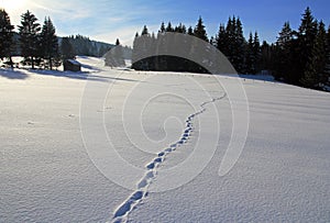 Lonesome snowy scenery