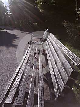 Lonesome sparrow sitting in the sun on a park bench