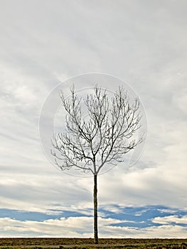 Lonesome tree