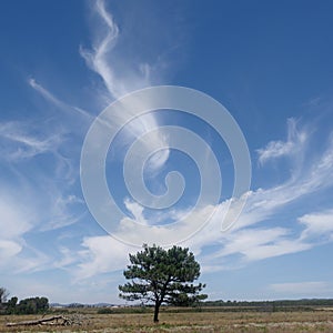 Lonesome Tree