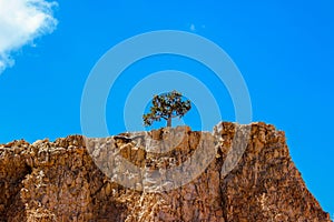 Lonesome tree