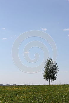 Lonesome tree