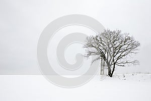 Lonesome tree