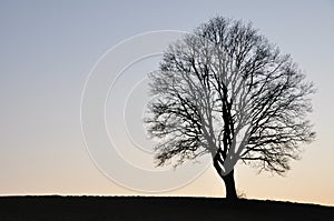 Lonesome tree