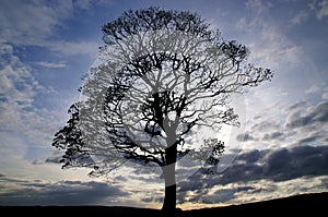 Lonesome tree in England