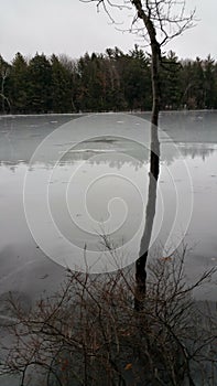 Lonesome Tree on frozen pond