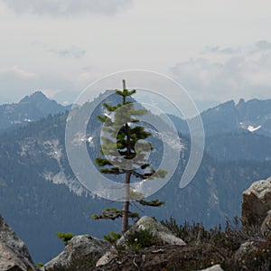 Lonesome tree among the ridgeline