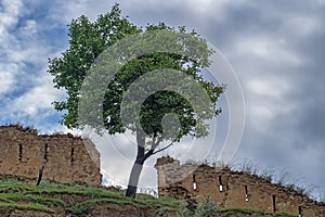 Lonesome tree among ruins