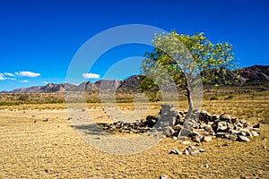 Lonesome tree in Toro Toro Bolivia