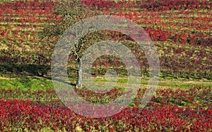 Lonesome Tree in a Vineyard