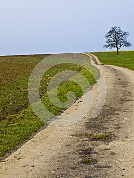 Lonesome tree on a way