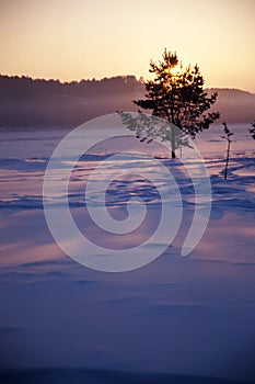 lonesome tree in winter