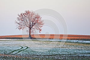 Lonesome tree in winter