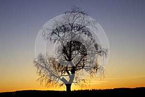Winter Sunset with tree in silhouette
