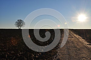 Lonesome trees with cross