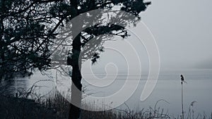 Lonesome trees at Mystic River - view on a foggy day - travel photography