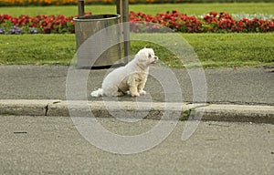 Lonesome white dog on the street