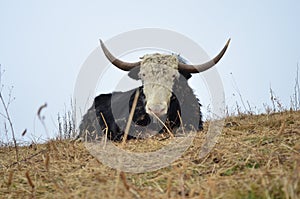 Lonesome YAK, West Kameng