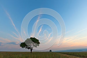 Lonetree at Blue Hour