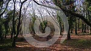 Loney Trails With Dense Trees Covered With Vines. Dolly Shot