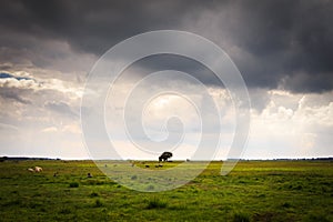 Loney tree landscape with green grass and dark grey sky with she