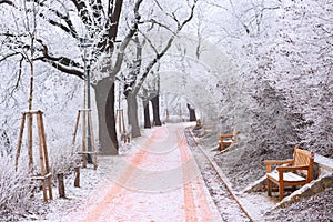 Long alley with benches and trees covered in ice