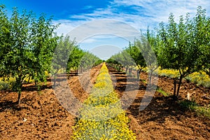 A lungo vicolo da verde mandorle alberi sul mandorle piantagione 