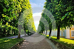 Long Alley and Lot of trees. Saint Petersburg. Spb. Petrodvorets photo