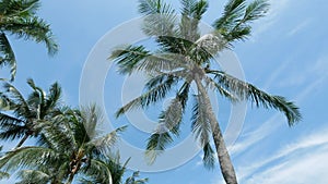 long angle view of coconut tree against blue sky
