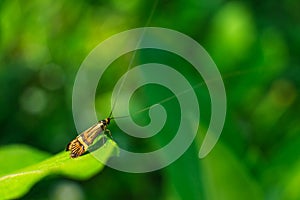 Long antenna butterfly