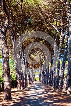 Long arched pine trees alley walkway in the natural forest park near the Tenda Gialla beach, Orbetello, Province of Grosseto photo