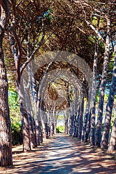 Long arched pine trees alley walkway in the natural forest park near the Tenda Gialla beach, Orbetello, Province of Grosseto photo