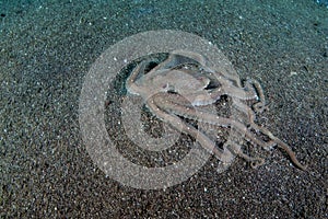 Long-Arm Octopus on Black Sand in Lembeh